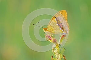 Argyronome laodice