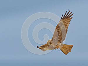 Arial feasting on locusts by raptors