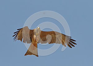 Arial feasting on locusts by raptors