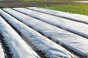 Arial top view of a potato plantation lined with white spunbond spunlaid nonwoven agricultural fabric. Create a greenhouse effect
