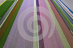 Arial view of bulb fields of bright colorful Tulips in the Netherlands