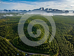 Arial view of palm plantation with mountain in a background, Phang Nga, Thailand