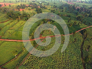 Arial view of rice fields and sugarcane fields
