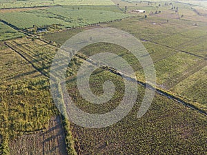 Arial view of sugarcane fields growing in afternoon with shadow of cloud and nature background. concept agriculture