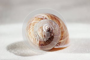 Arianta arbustorum is a medium-sized species of land snail, sometimes known as the copse snail , a terrestrial pulmonate gastropod