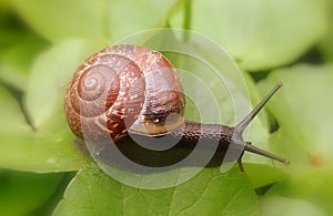 Arianta arbustorum snail