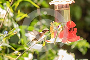 Arica Hummingbird photo