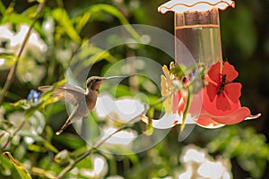 Arica Hummingbird photo
