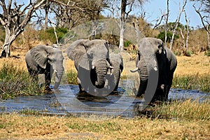 Arican elephant