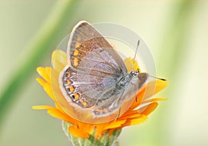 Aricia agestis
