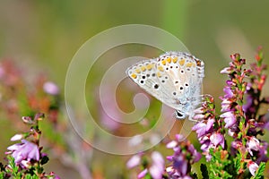 Aricia agestis on beautiful flower