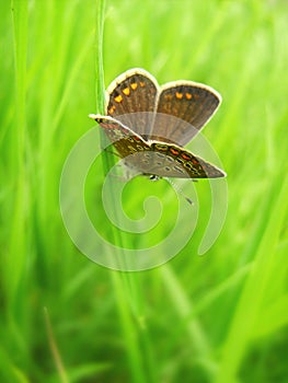 Aricia agestis, brown argus butterfly