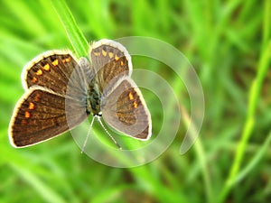 Aricia agestis, brown argus butterfly