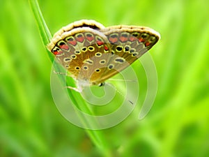 Aricia agestis, brown argus butterfly