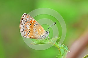 Aricia agestis, the brown argus butterfly , butterflies of Iran