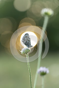 Aricia agestis, the brown argus, is a butterfly in the family Lycaenidae, roosting on a flower in the early morning light