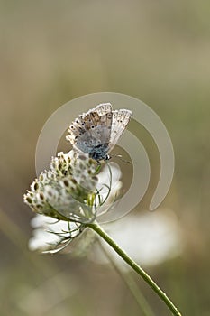 Aricia agestis, the  brown argus, is a butterfly in the family Lycaenidae, roosting on a flower in the early morning light