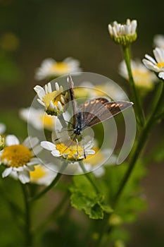 Aricia agestis, the brown argus butterfly in the family Lycaenidae sitting on camomile, chamomile flower. Soft focused macro shot