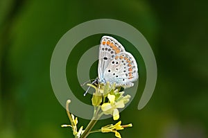 Aricia agestis , the brown argus butterfly on yellow flower