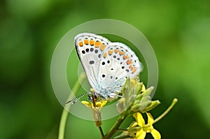 Aricia agestis , the brown argus butterfly on yellow flower