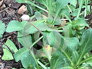 Aristolochia californica, The California Pipevine, 2 photo