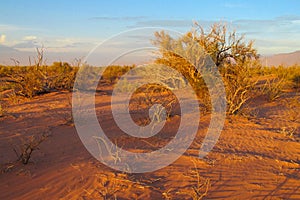 Arid bush in the desert at sunset