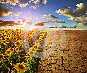 Arid country with cracked soil and field with sunflowers at sunset.