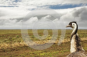 Arid county of Australia and one emu