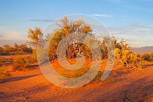 Arid desert bush