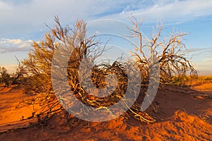 Arid desert bush