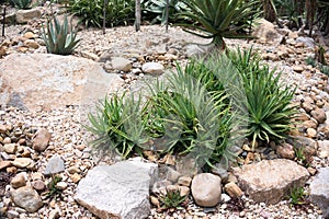 Arid Desert Tough Succulent Plants