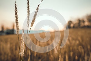 In the arid fields in the evening