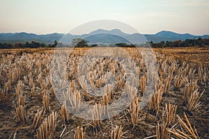 In the arid fields in the evening