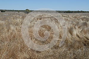 Arid, flat landscape with tall, dry grass, in the Australian outback