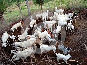 Arid goats pastr