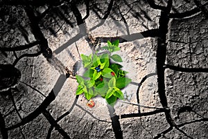 Arid ground and green