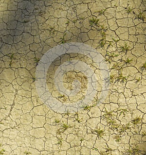 Arid ground with small weeds. Dry cracked earth texture. Top view