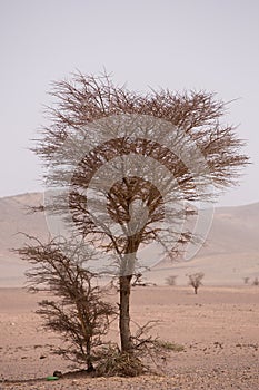 Arid and hot day in the desert of Sahara, Tata