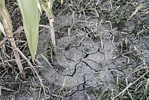 Arid land cracked by drought, lack of precipitation and rain