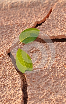 On an arid land leaf