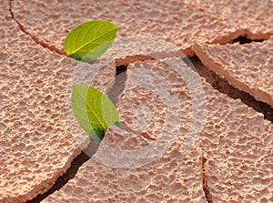 On an arid land leaf