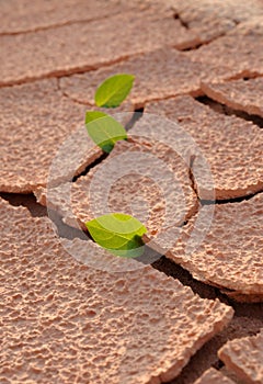 On an arid land leaf