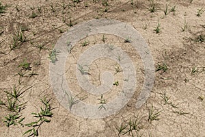 Arid land in the Mississippi State, near Tunica, USA