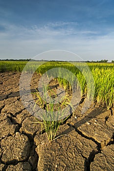 The arid land at paddy field.