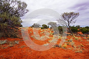 Arid Lands, Roxy Downs, outback South Australia