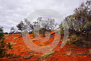 Arid Lands, Roxy Downs, outback South Australia