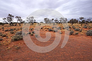 Arid Lands, Roxy Downs, outback South Australia