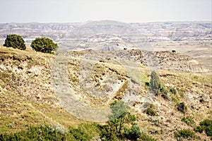 Arid landscape with bison