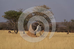 Arid landscape of central Namibia