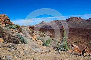 Arid landscape full of cacti in Teide National Park is on Tenerife